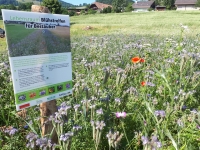 Blühstreifen für Nützlinge